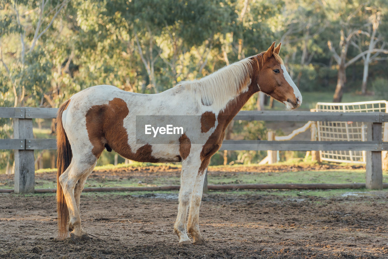 Side view of horse standing on field