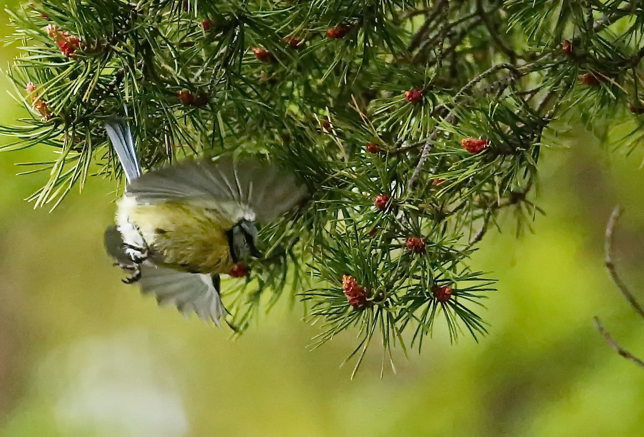 CLOSE-UP OF TREE BRANCH