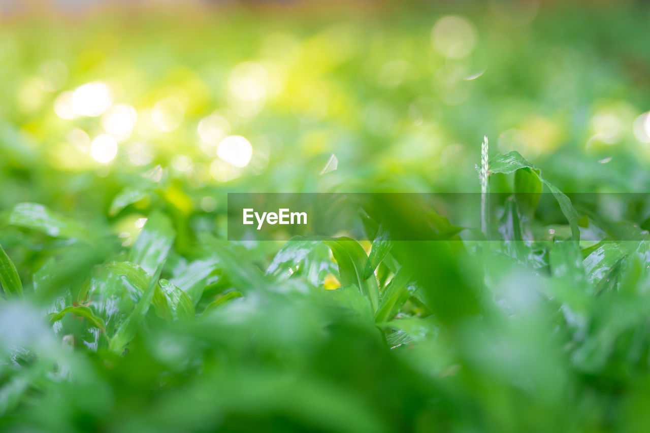 FULL FRAME SHOT OF GRASS