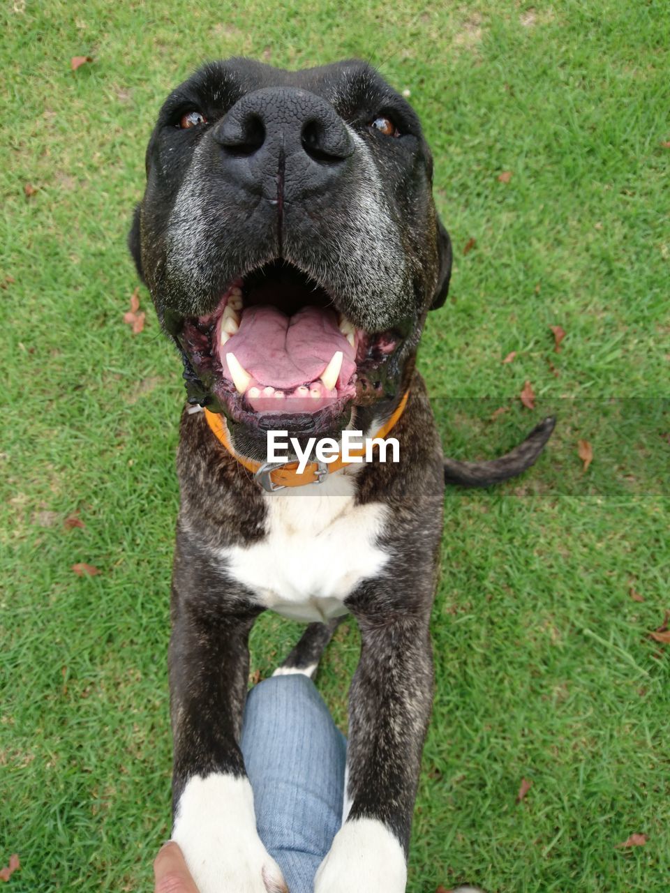 Portrait of dog on grassy field