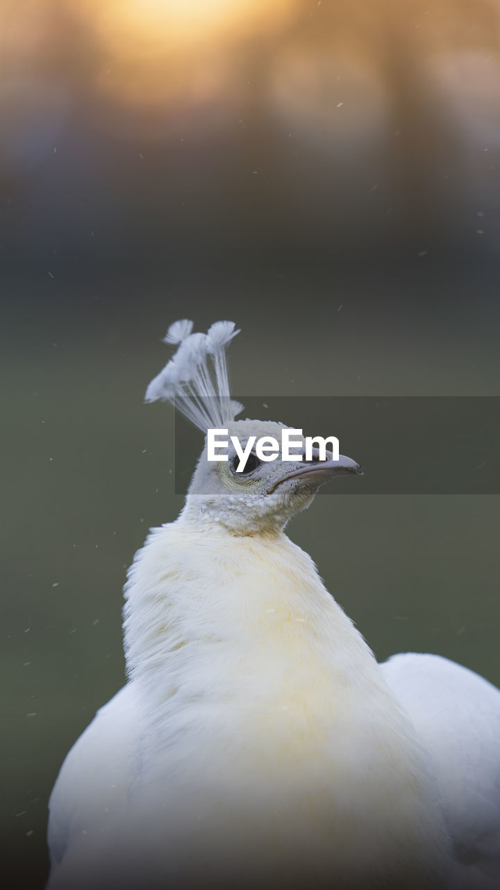 White peacock animal portrait