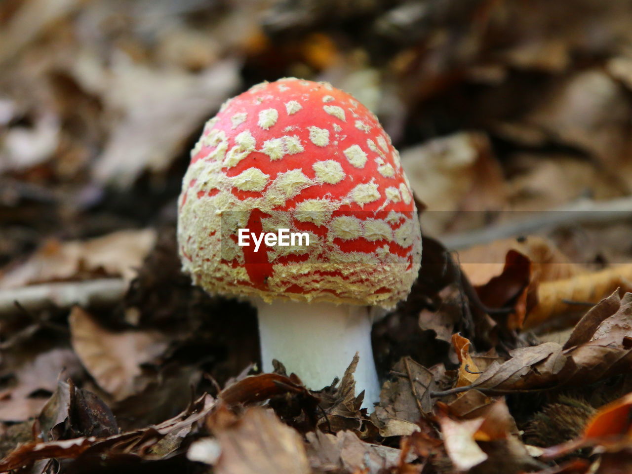 Close-up of fly agaric mushroom