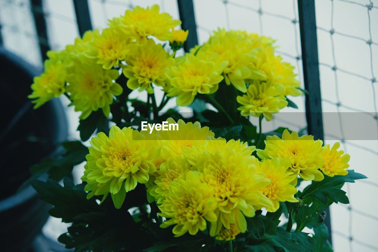 CLOSE-UP OF YELLOW FLOWERS GROWING IN PLANT