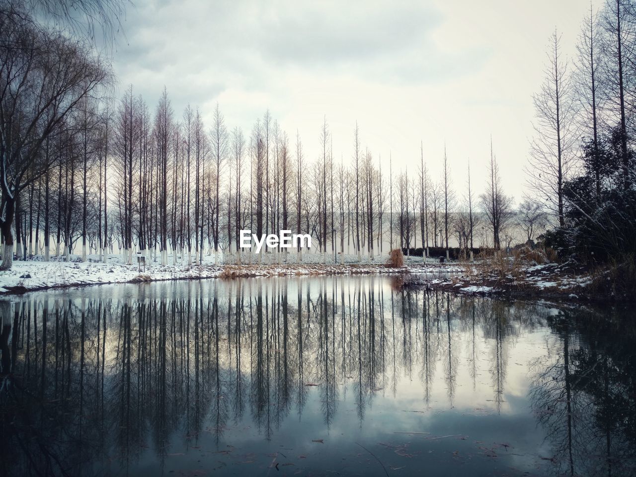 REFLECTION OF BARE TREES IN LAKE