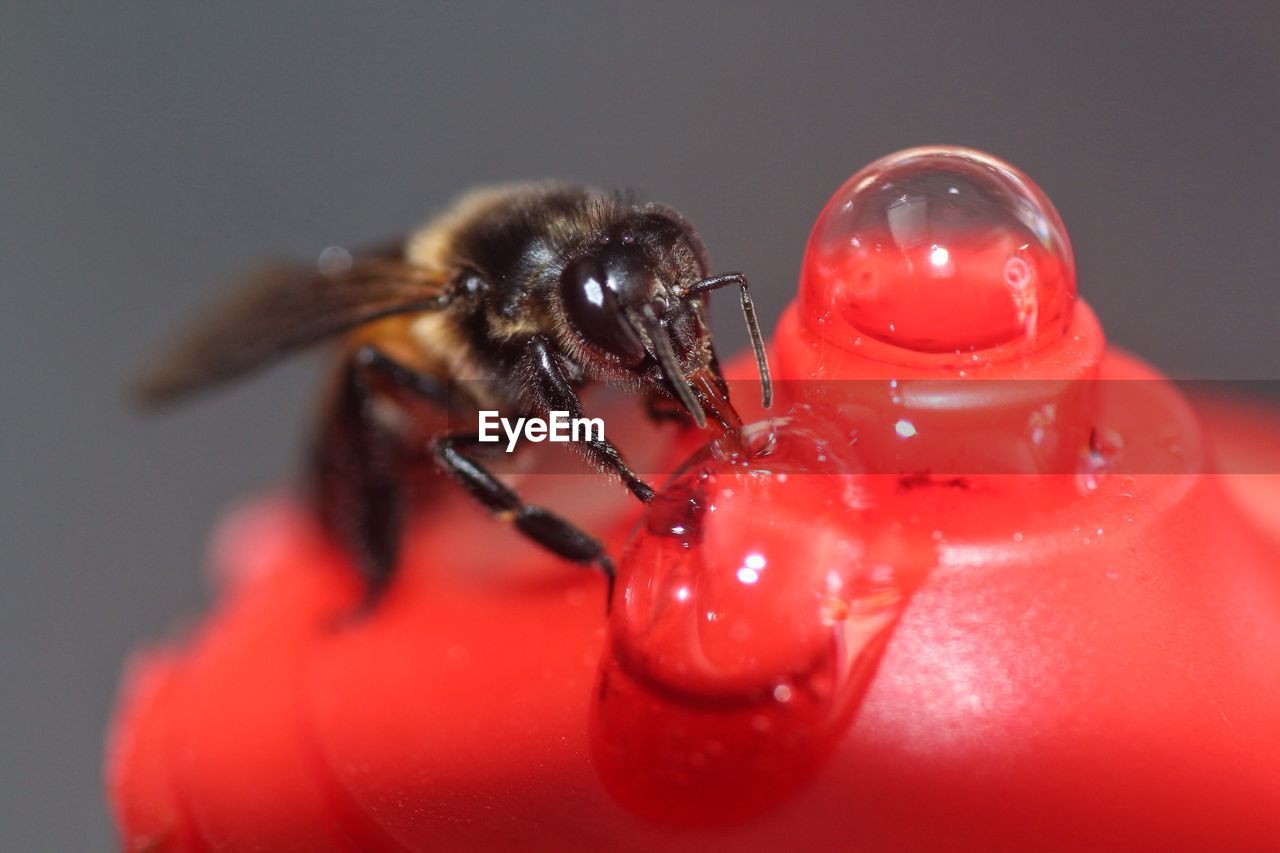 CLOSE-UP OF INSECT ON WATER