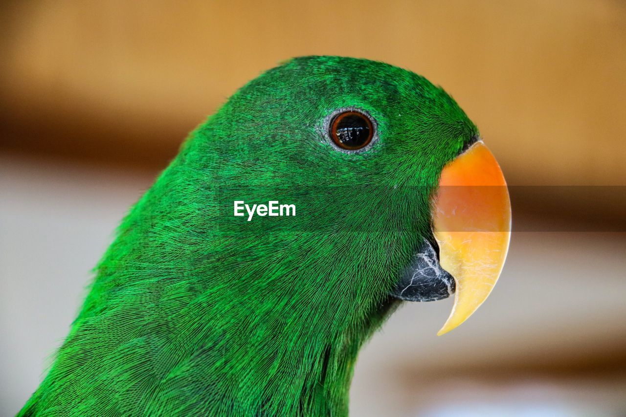 CLOSE-UP OF GREEN PARROT