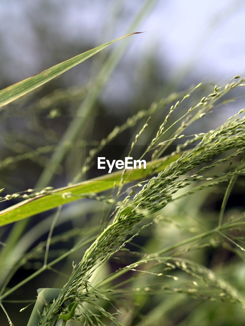 Close-up of fresh green grass