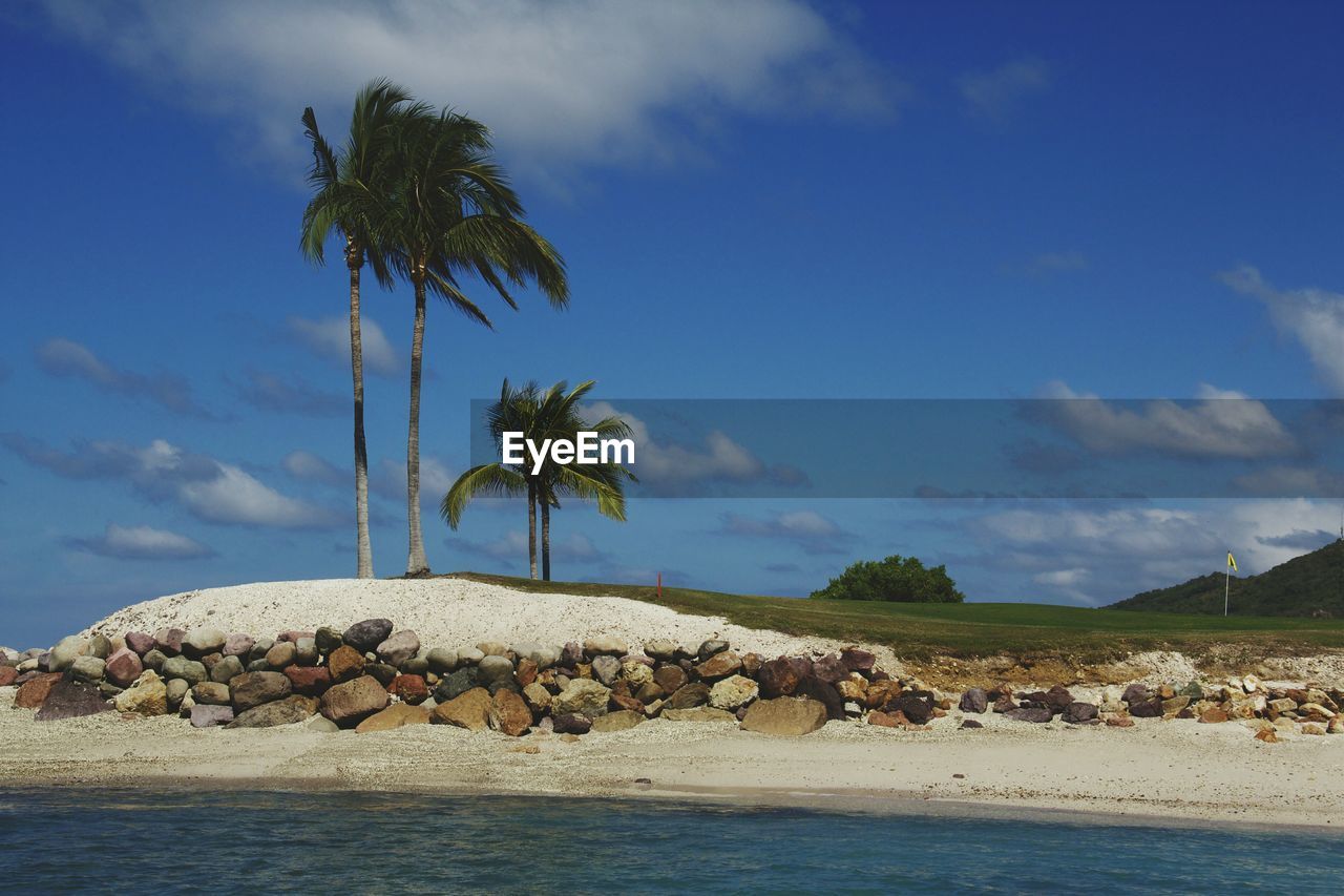 LOW ANGLE VIEW OF PALM TREES ON BEACH