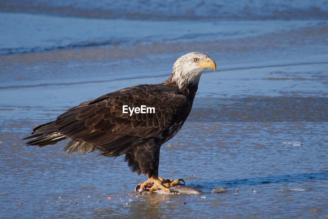 BIRD PERCHING ON A ROCK