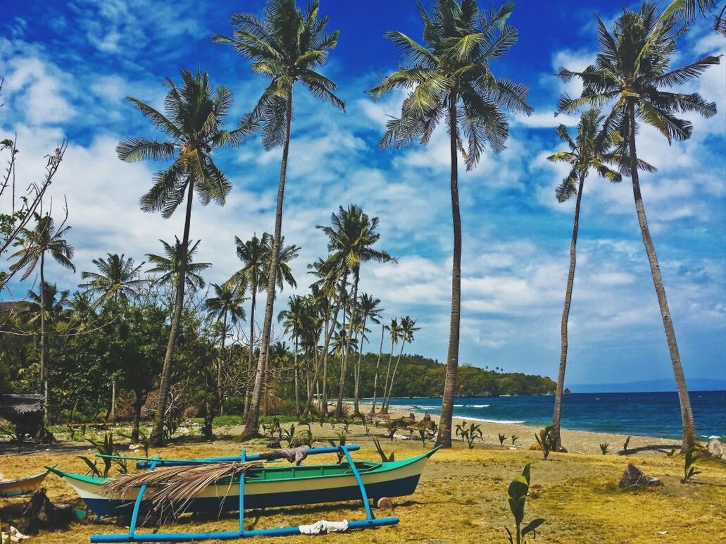 Scenic shot of palm trees and calm sea