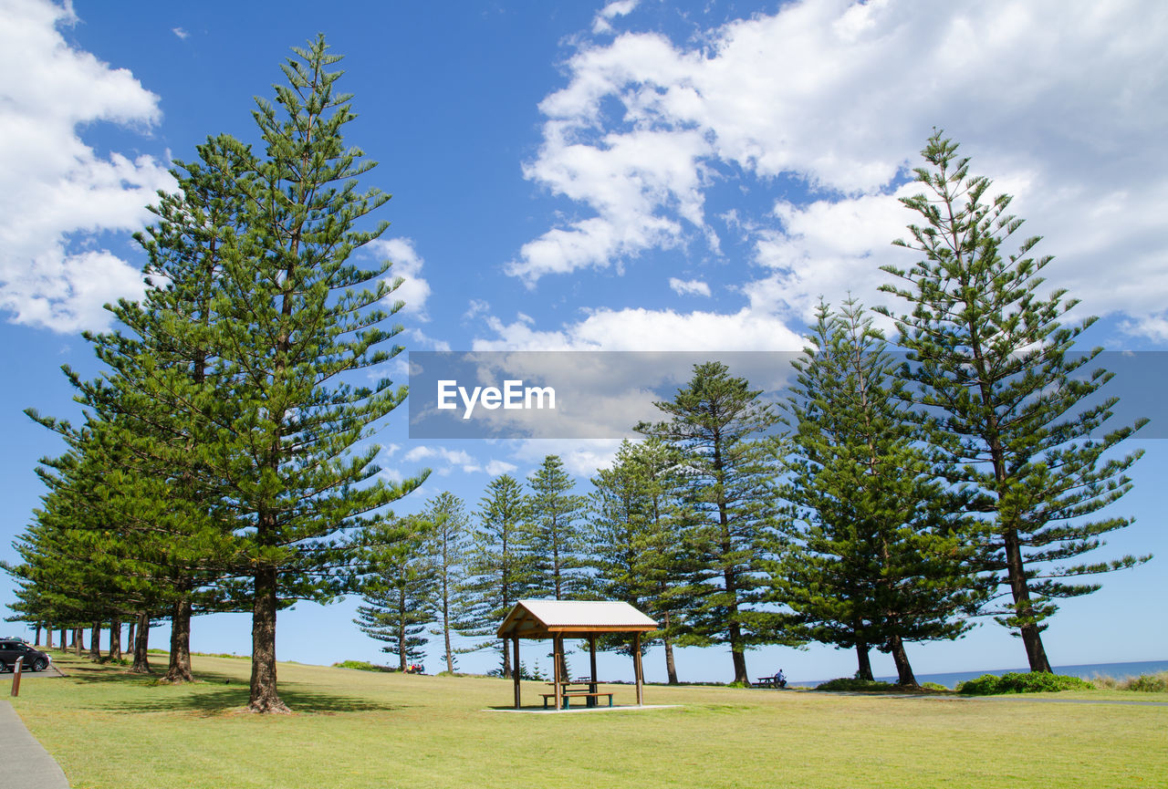 TREES ON GRASSLAND AGAINST SKY