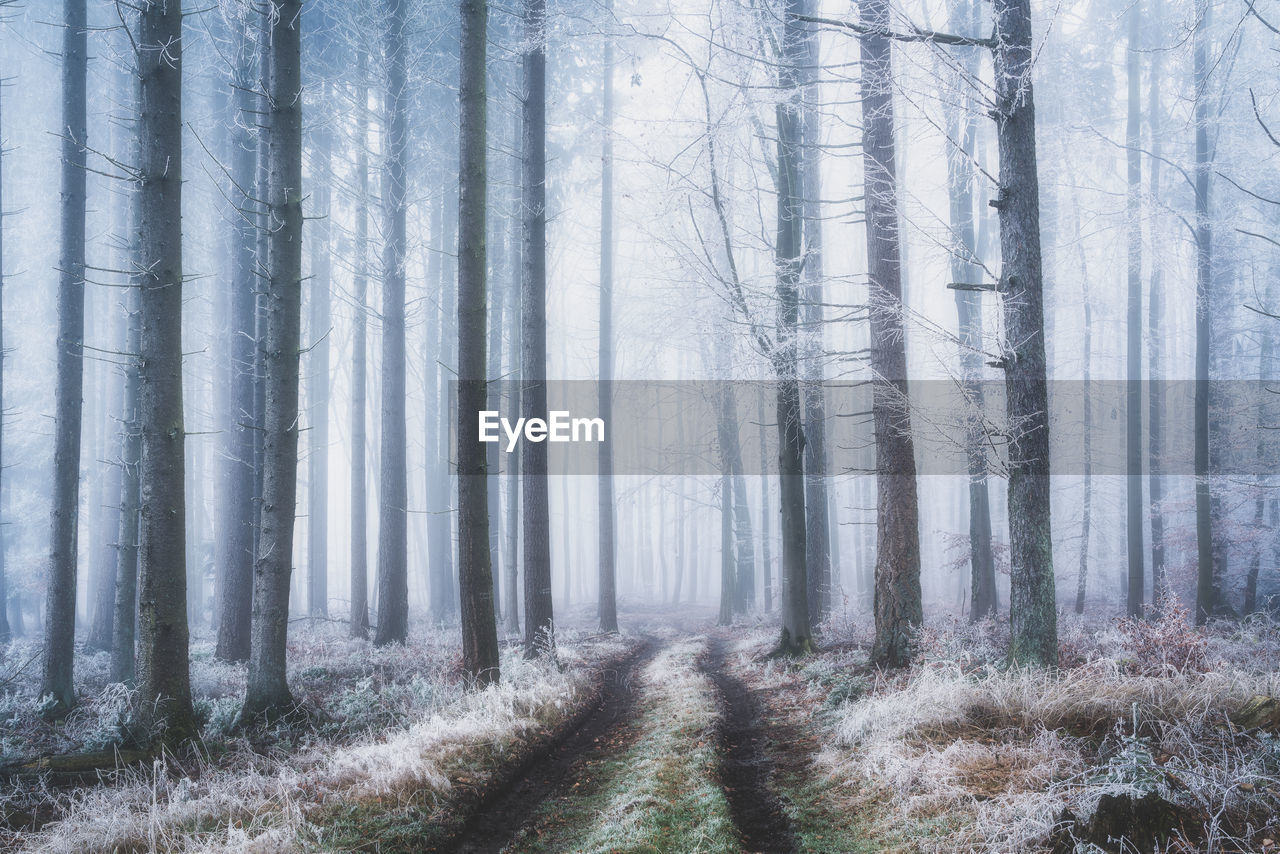 Frozen forest with fog in winter 