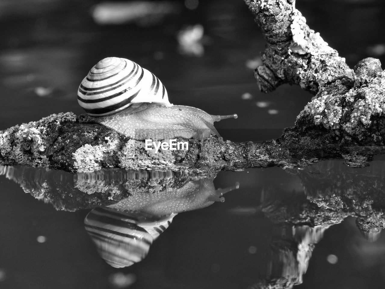 Close-up of snail on weathered log in water