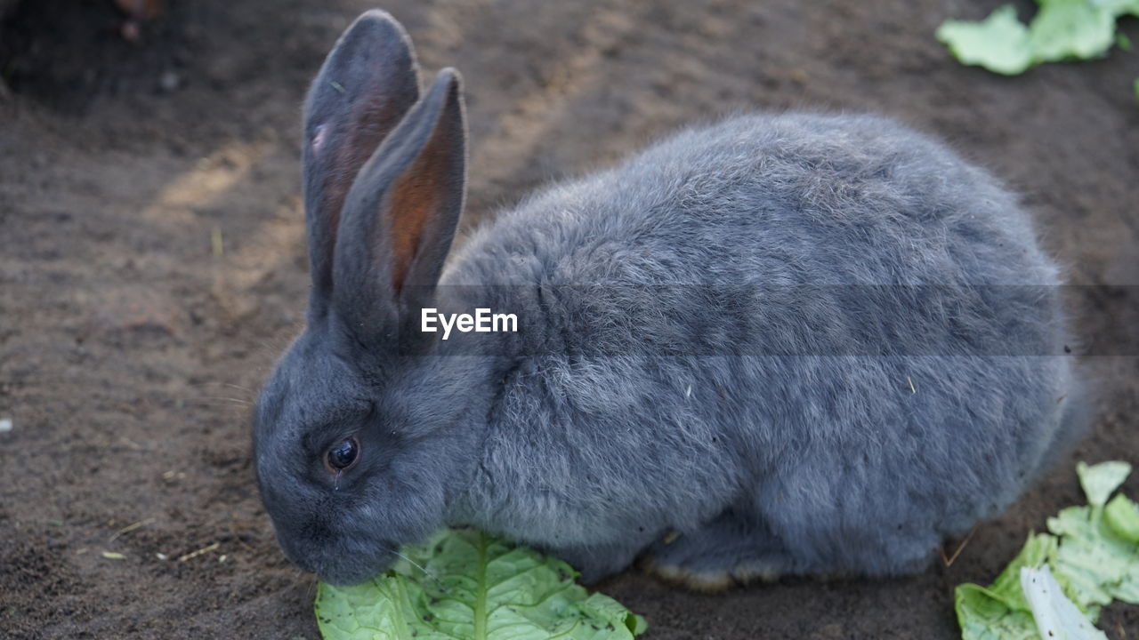 Close-up of a eating leaves grey rabbit