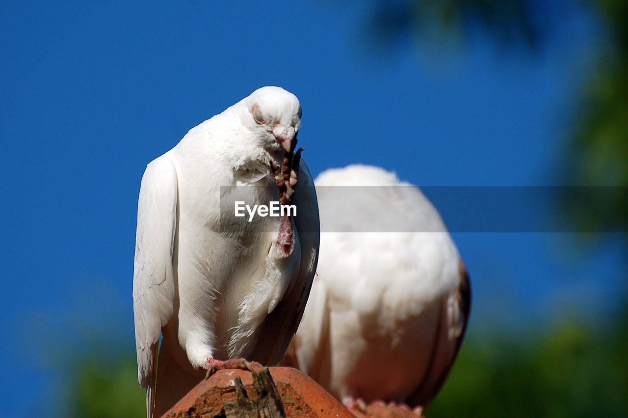 Close-up of birds - wite pigeons