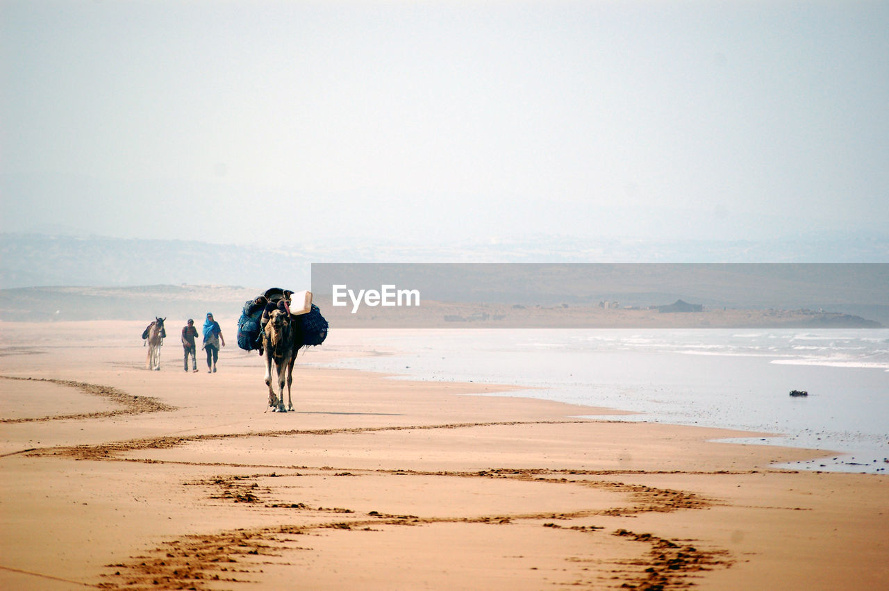 Camel carrying luggage enjoying on beach