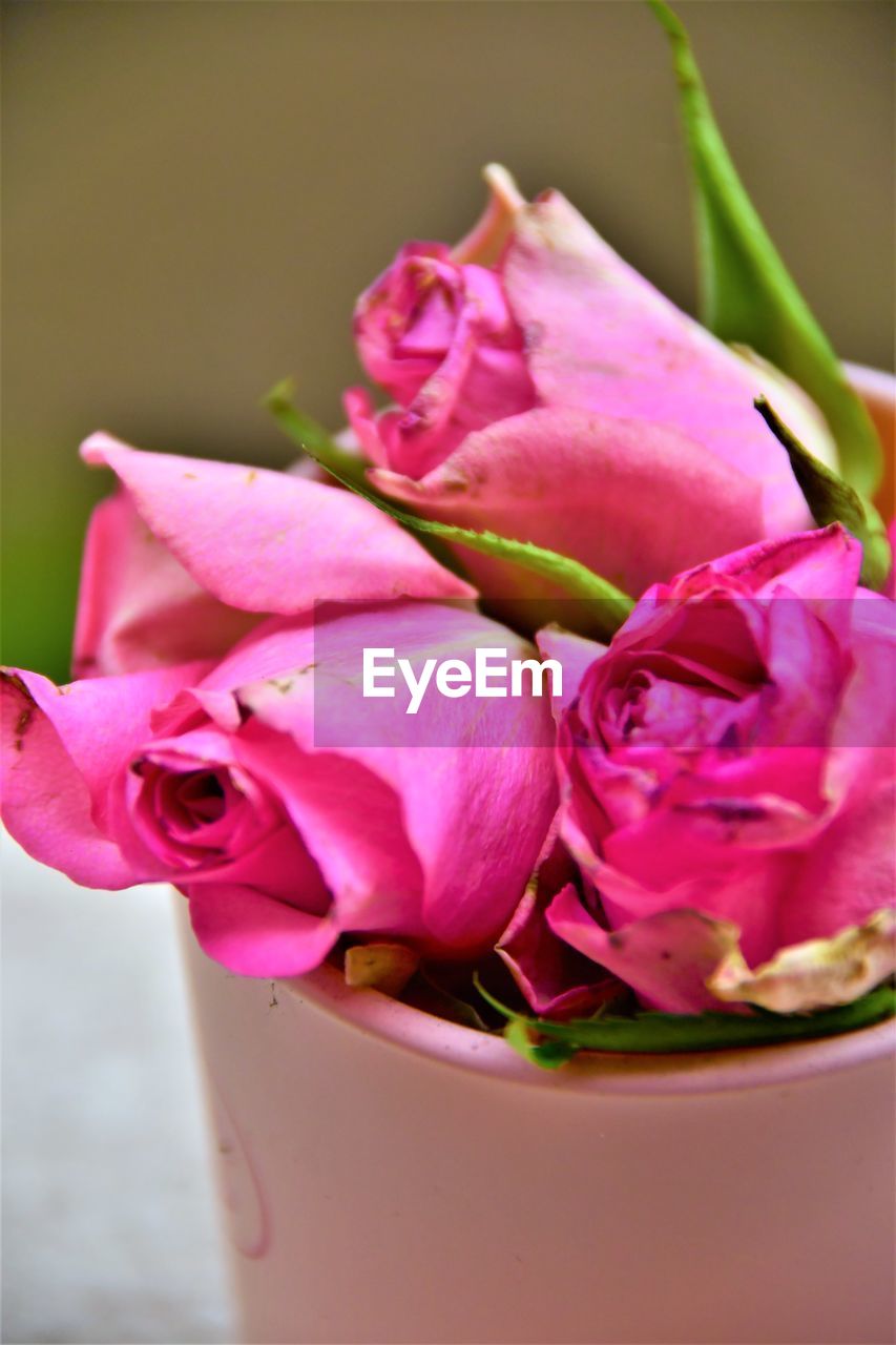 CLOSE-UP OF PINK ROSES