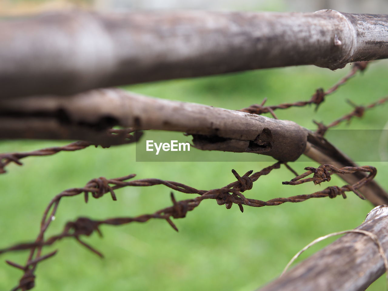 CLOSE-UP OF RUSTY BARBED WIRE ON TREE