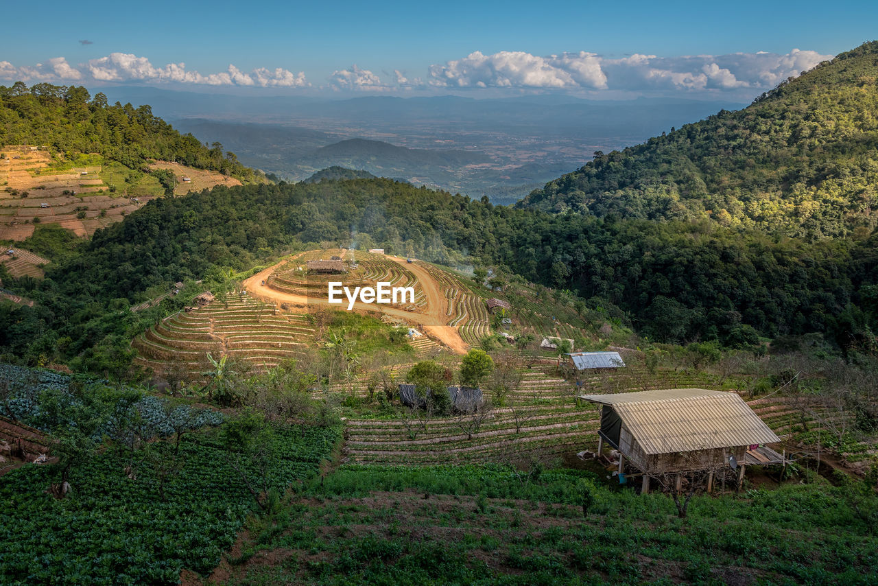 High angle view of strawberry field on doi ang khang mountain