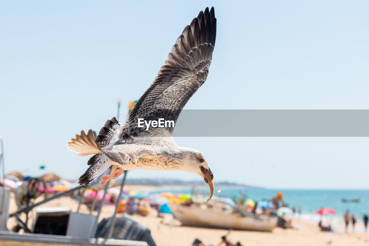 SEAGULL FLYING OVER SEA AGAINST SKY