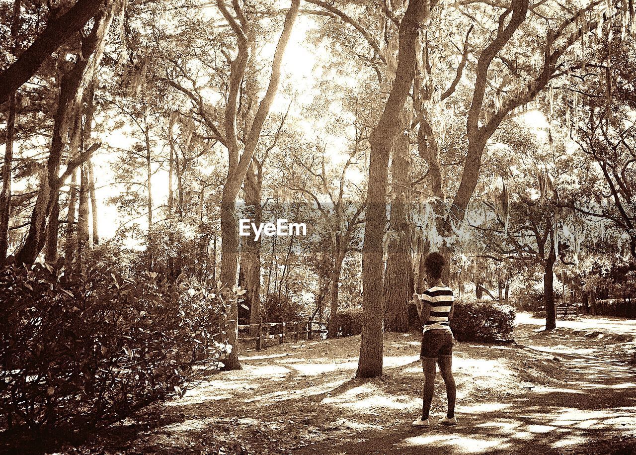 BARE TREES IN PARK