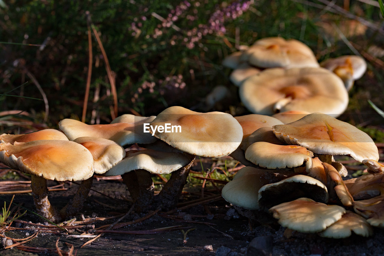 CLOSE-UP OF FLY MUSHROOMS ON FOREST