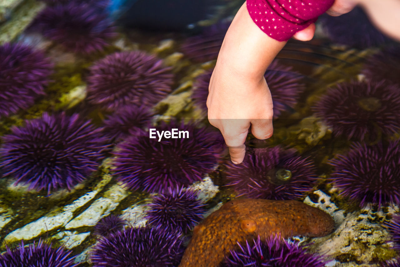 Cropped hand of child touching sea urchin