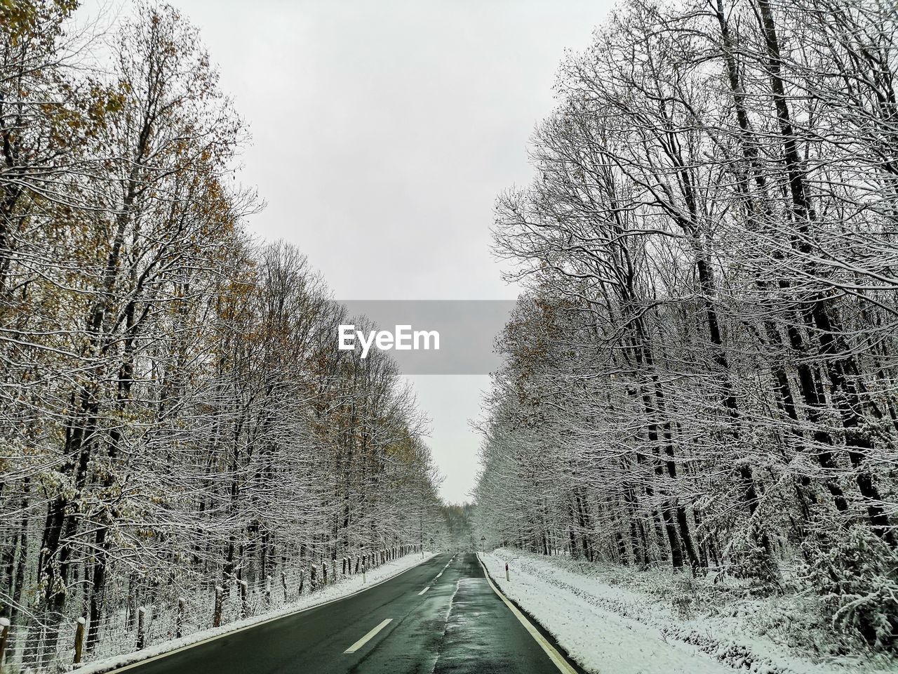 EMPTY ROAD ALONG BARE TREES IN WINTER