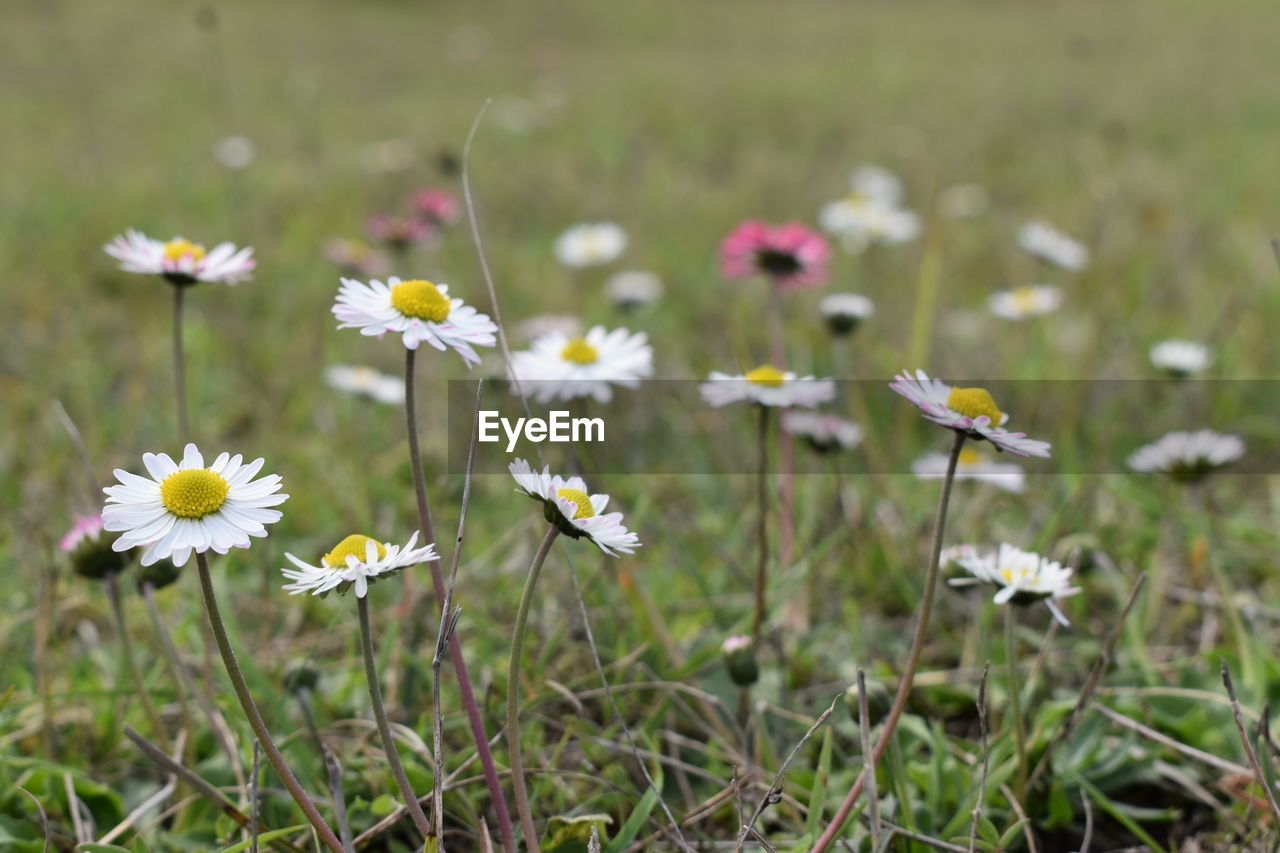 Close-up of white flowering plants on field