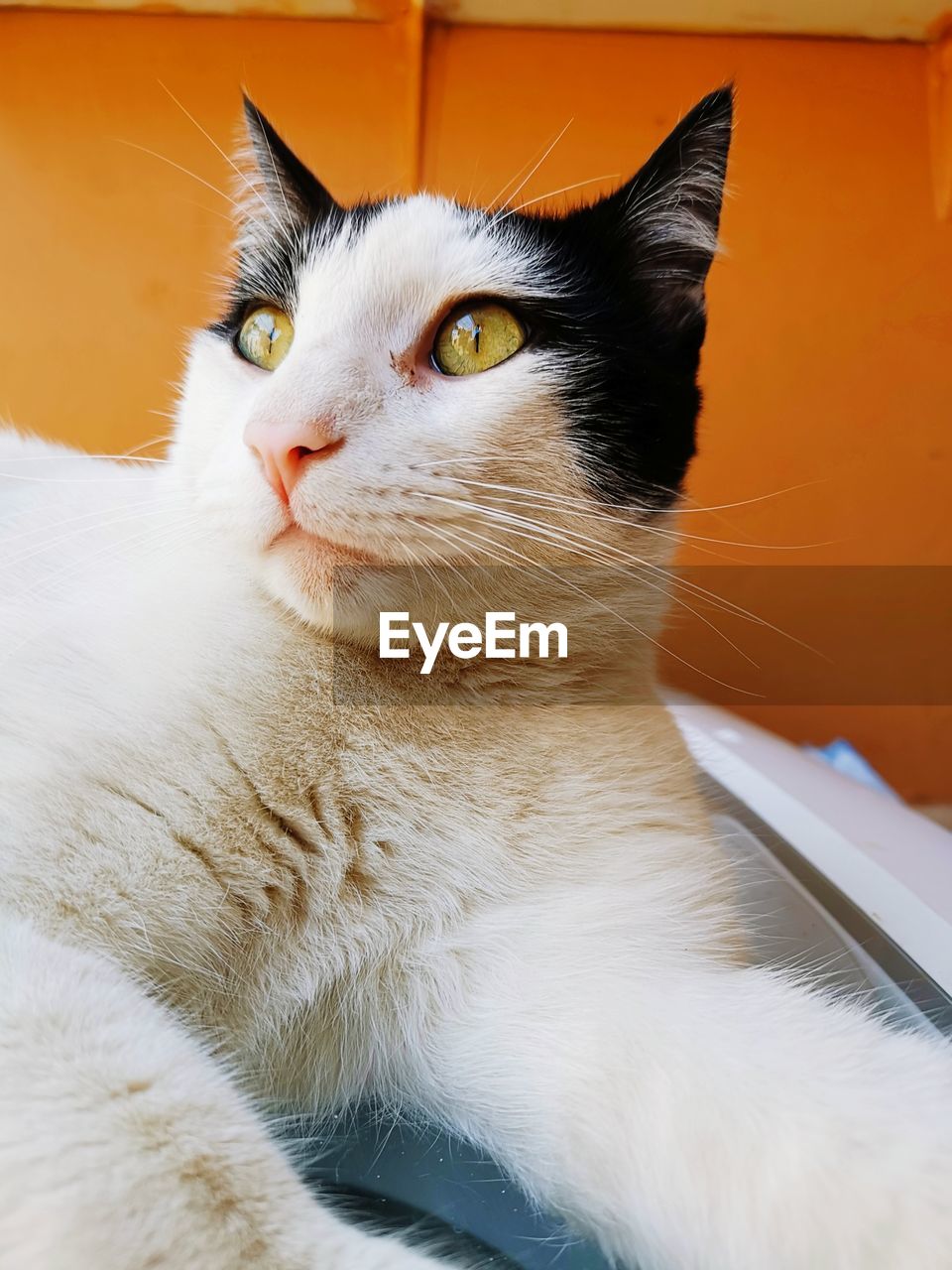 Close-up of a cat looking away