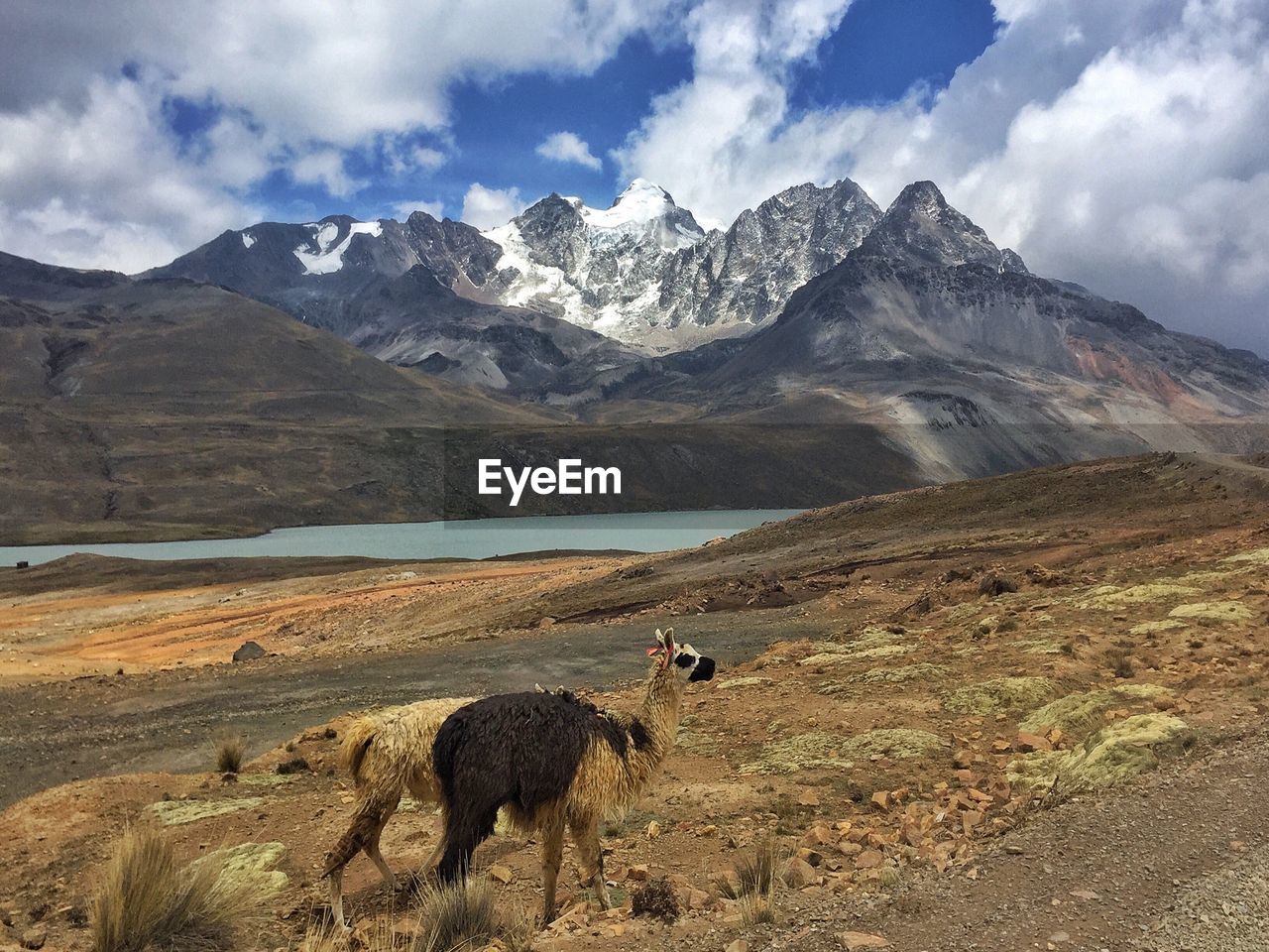 HORSE ON MOUNTAIN AGAINST SKY