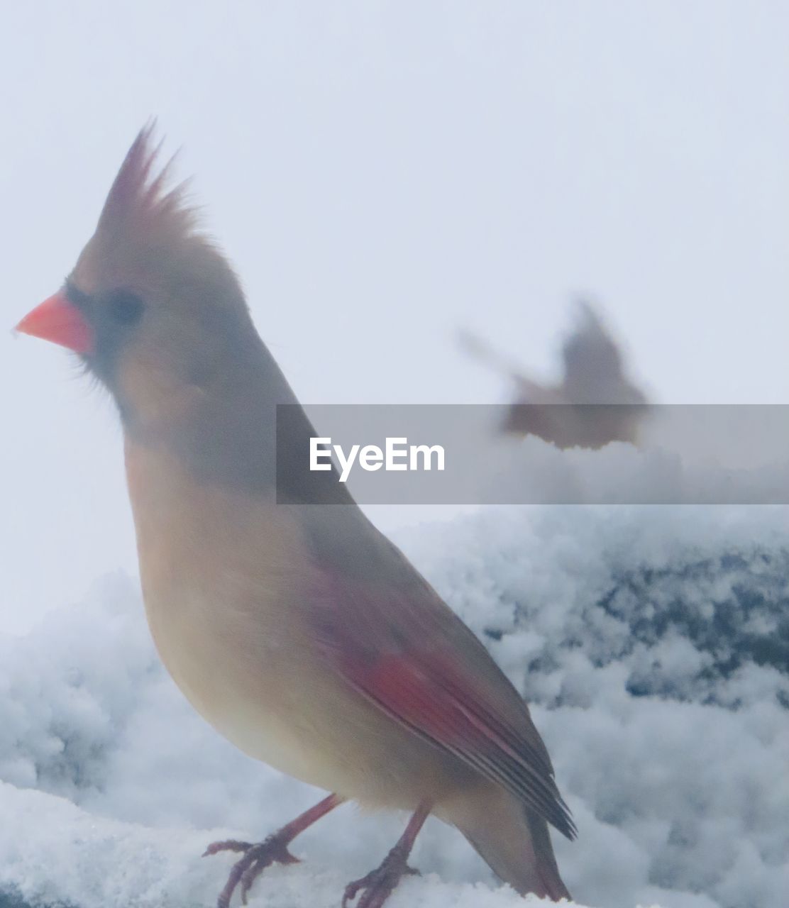 CLOSE-UP OF A BIRD IN SNOW