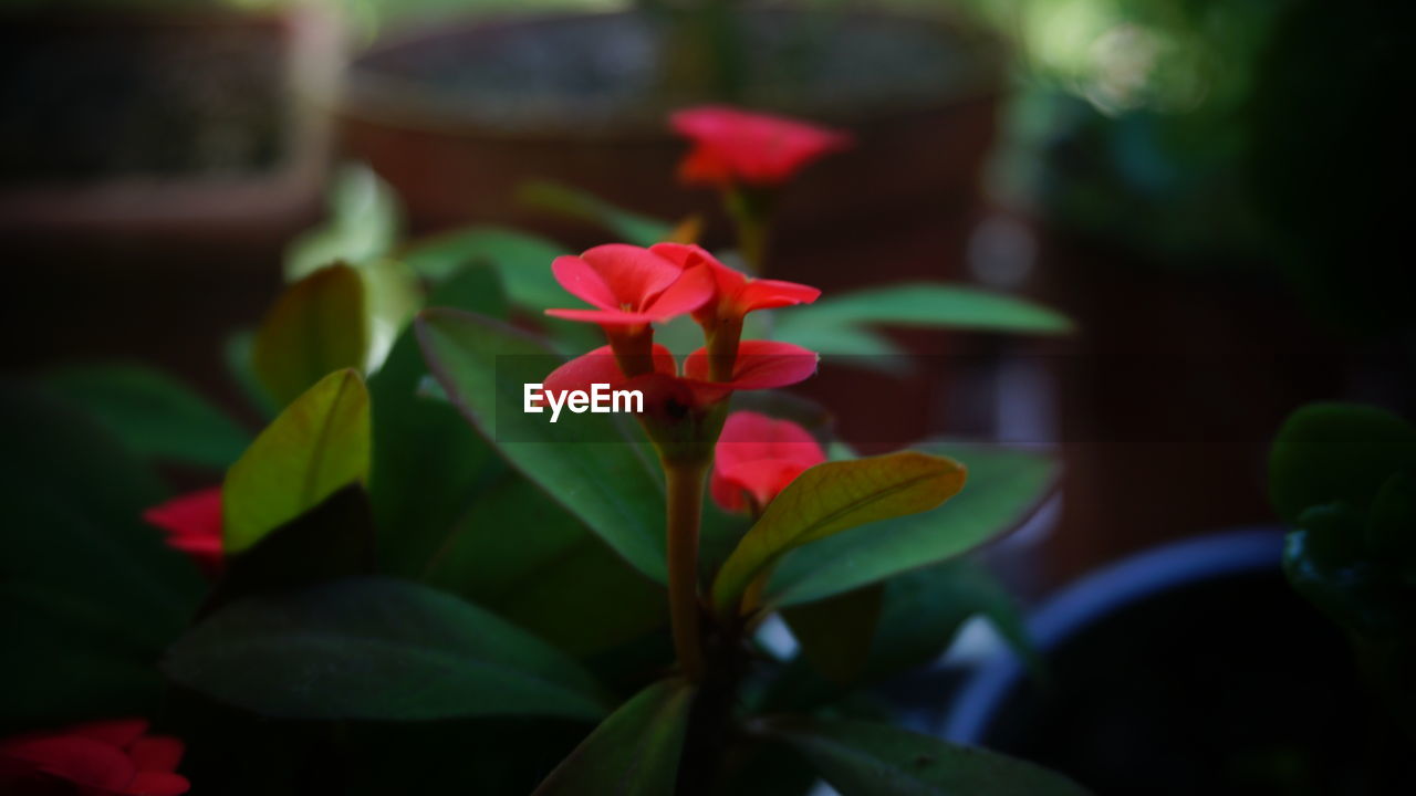 Close-up of flowering plant