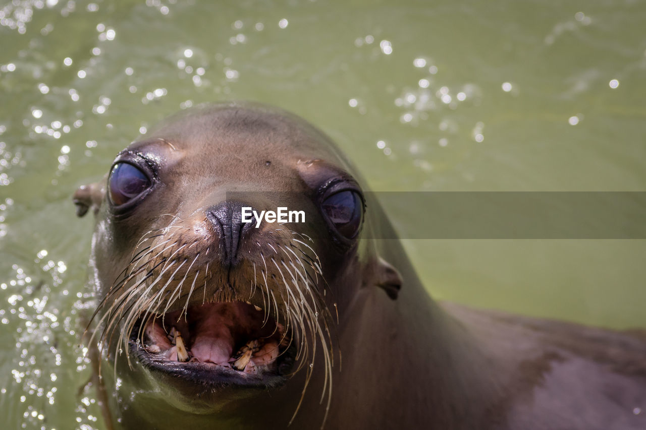 Portrait of sea lion in sea