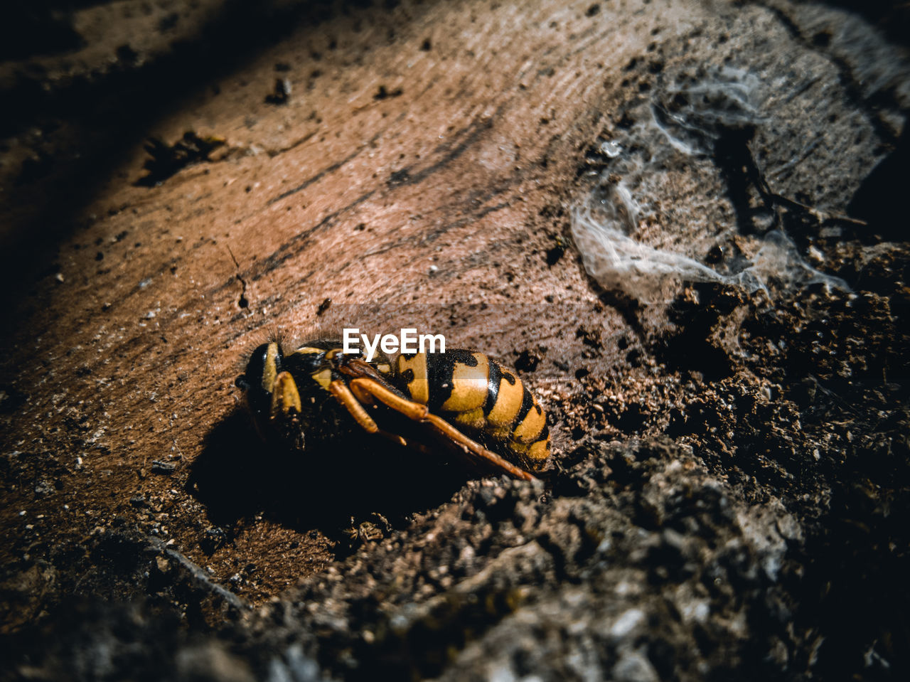 HIGH ANGLE VIEW OF GRASSHOPPER ON ROCK