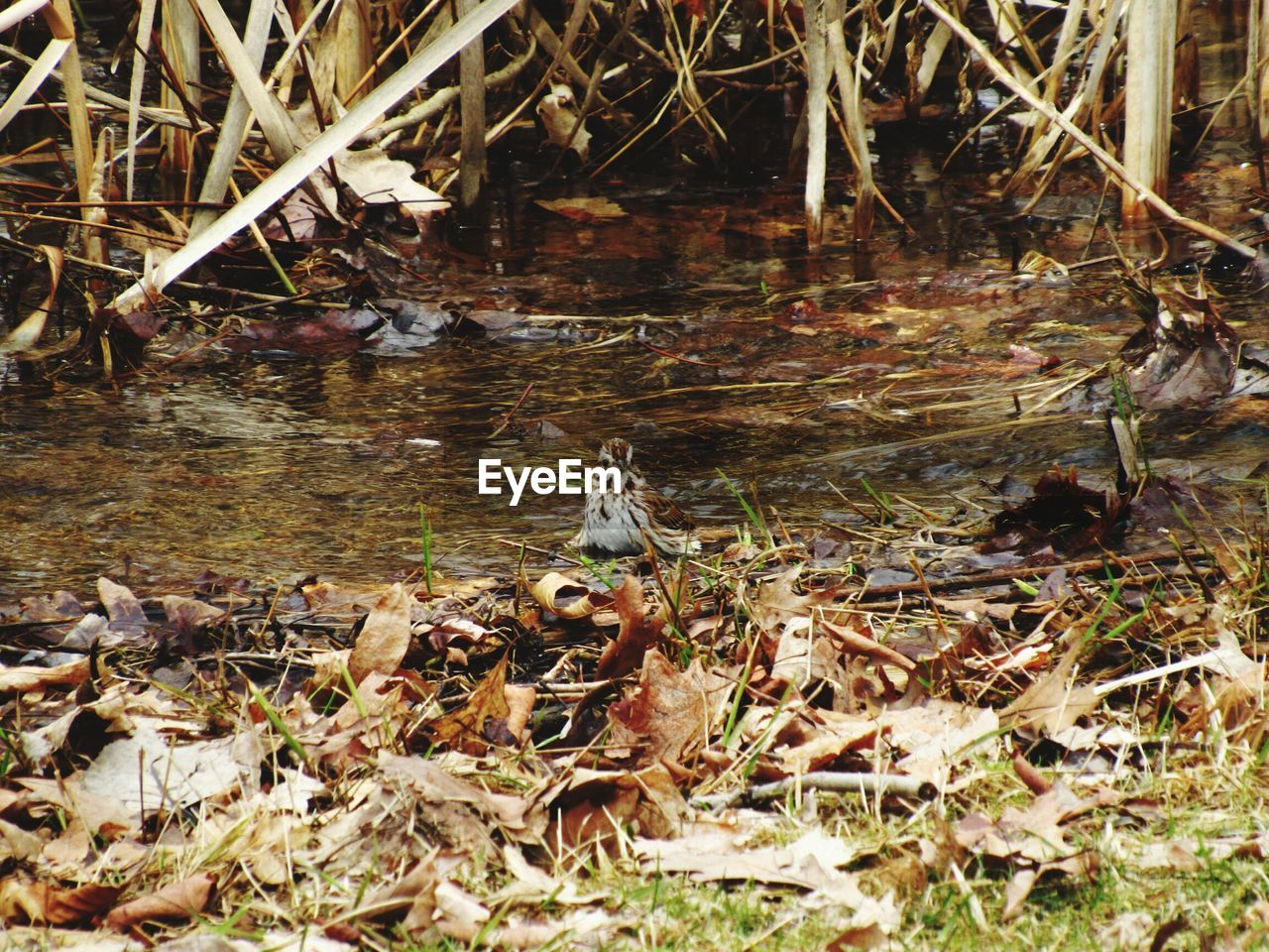 Sparrow in river