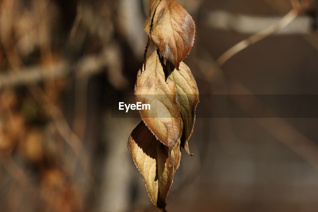 CLOSE-UP OF PLANT