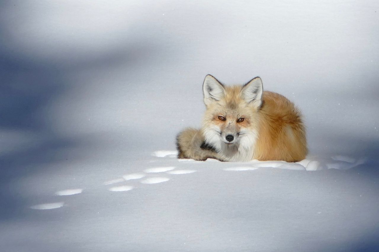 Fox on snow covered field