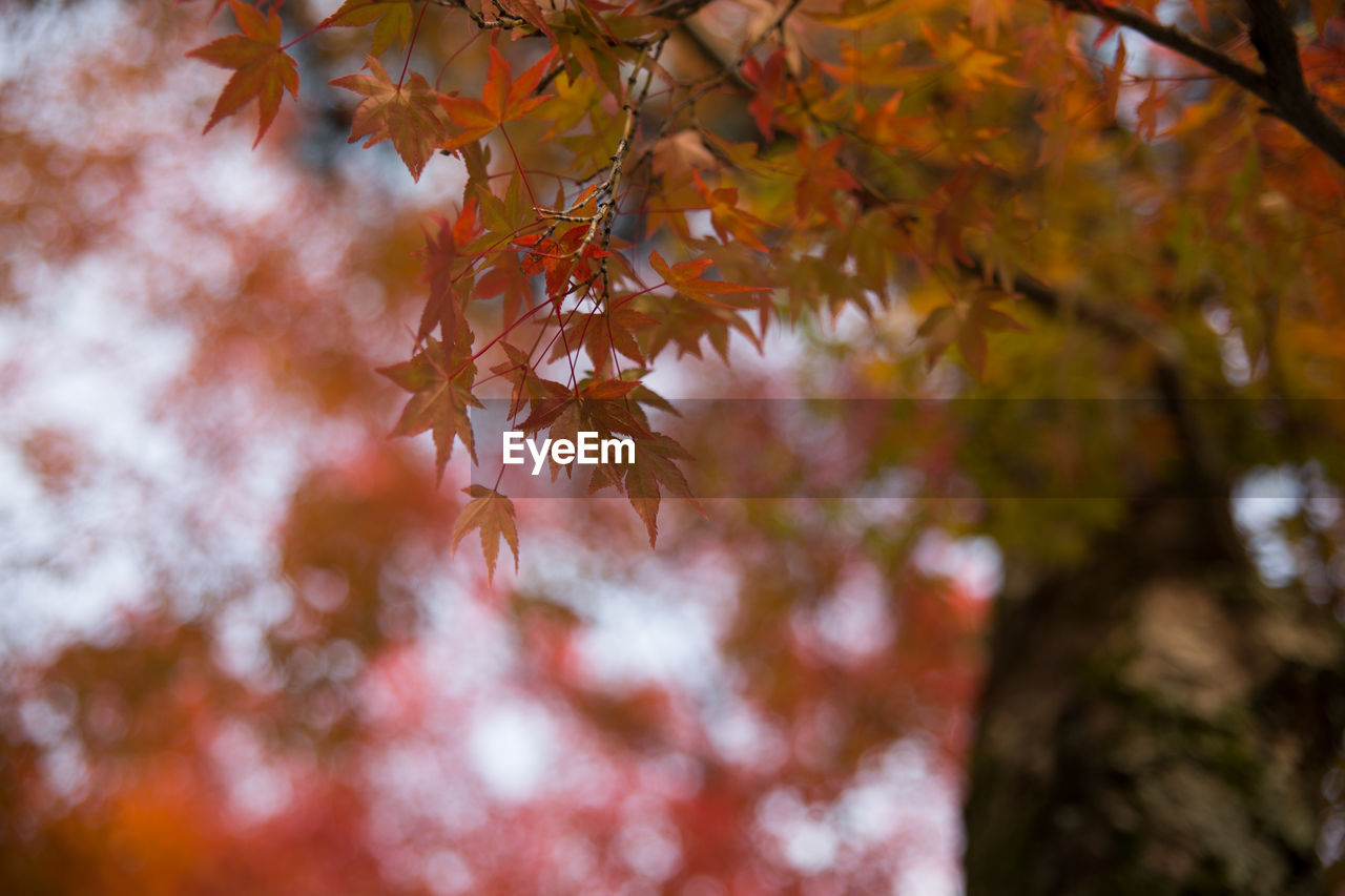 Low angle view of maple tree