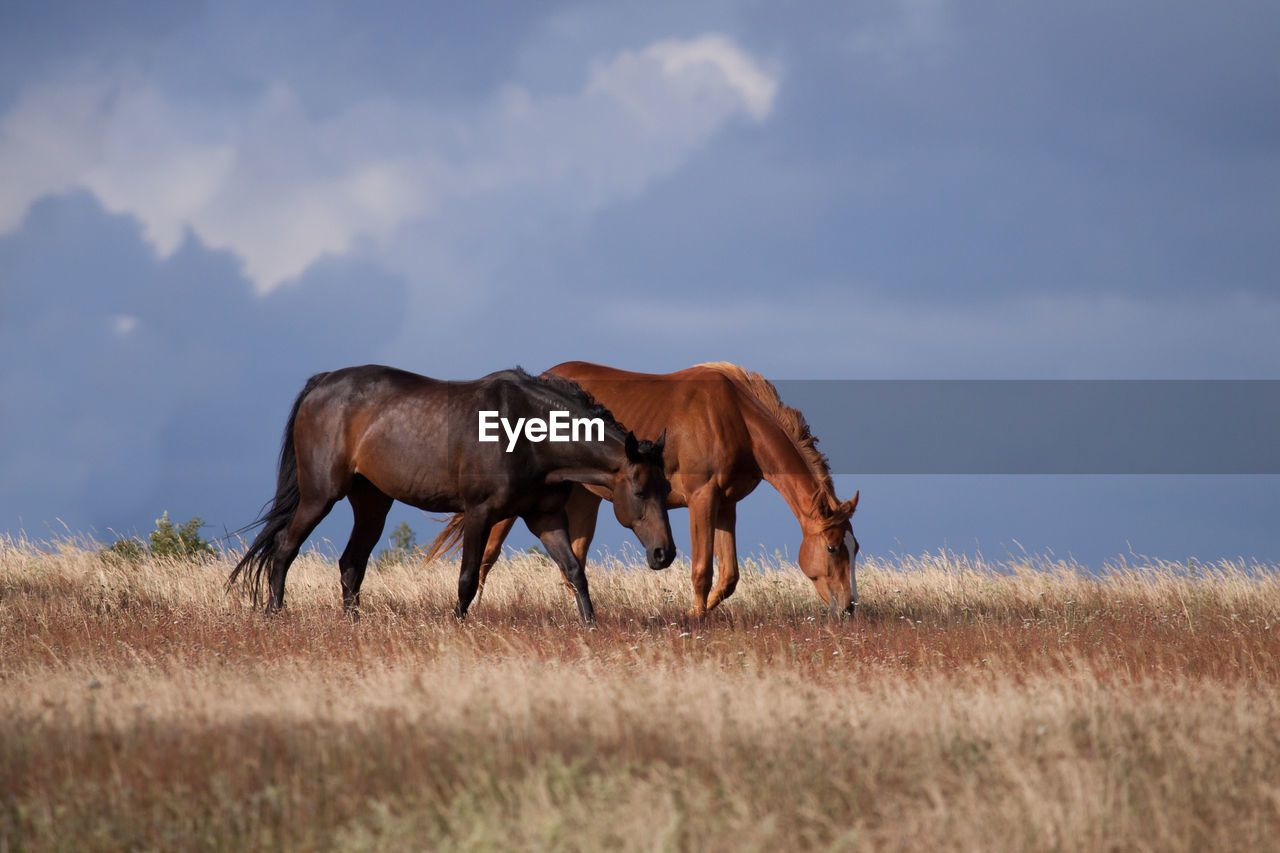 Horses grazing on landscape against the sky