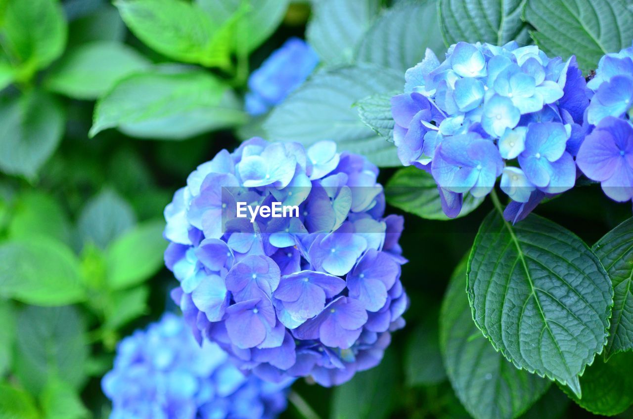 Close-up of hydrangea blooming outdoors