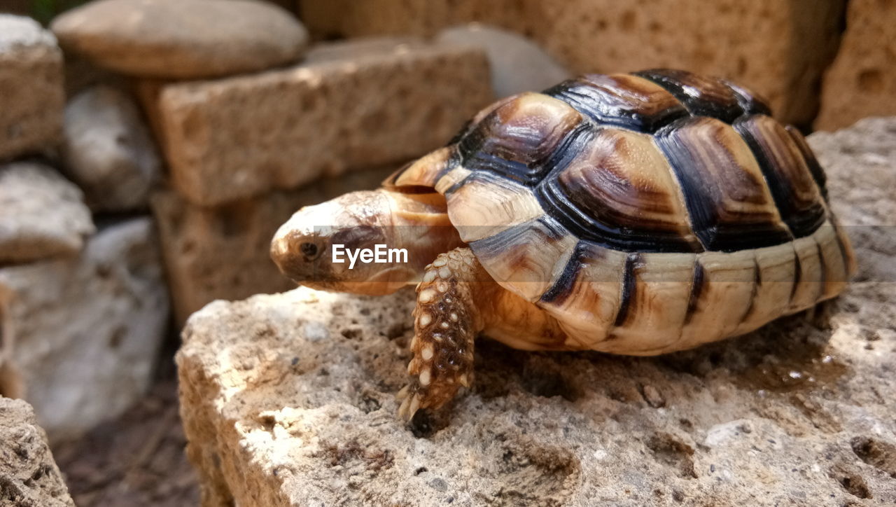 CLOSE-UP OF TORTOISE ON ROCK