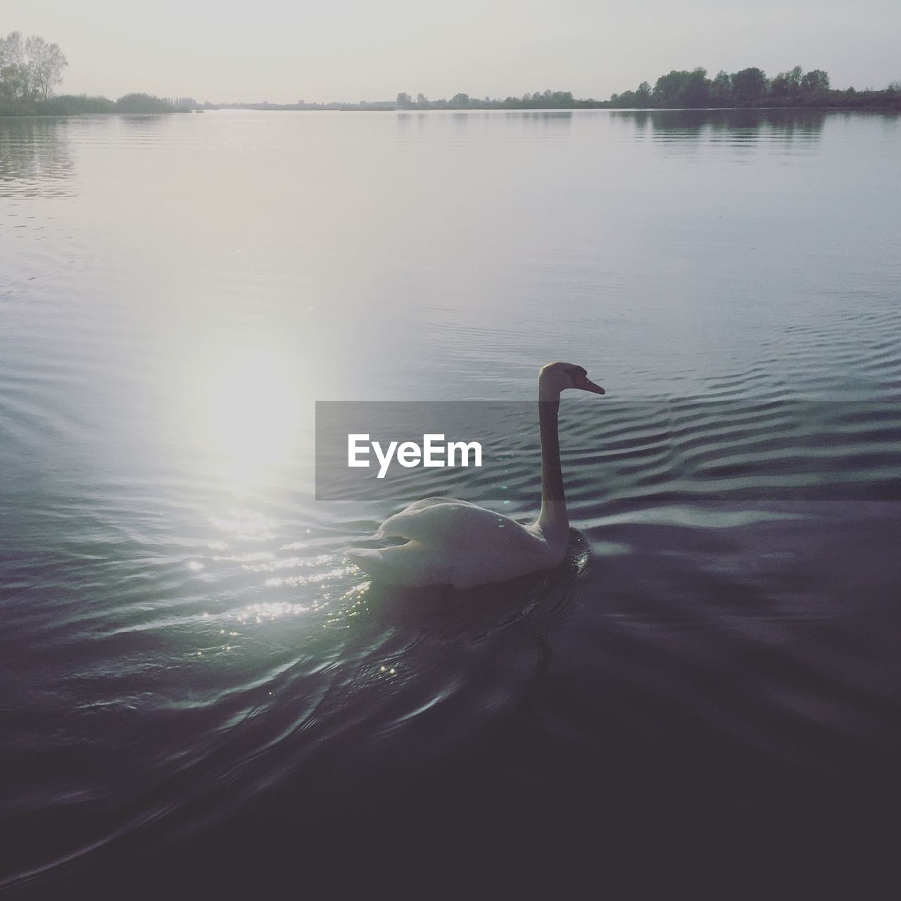 SWANS SWIMMING IN LAKE