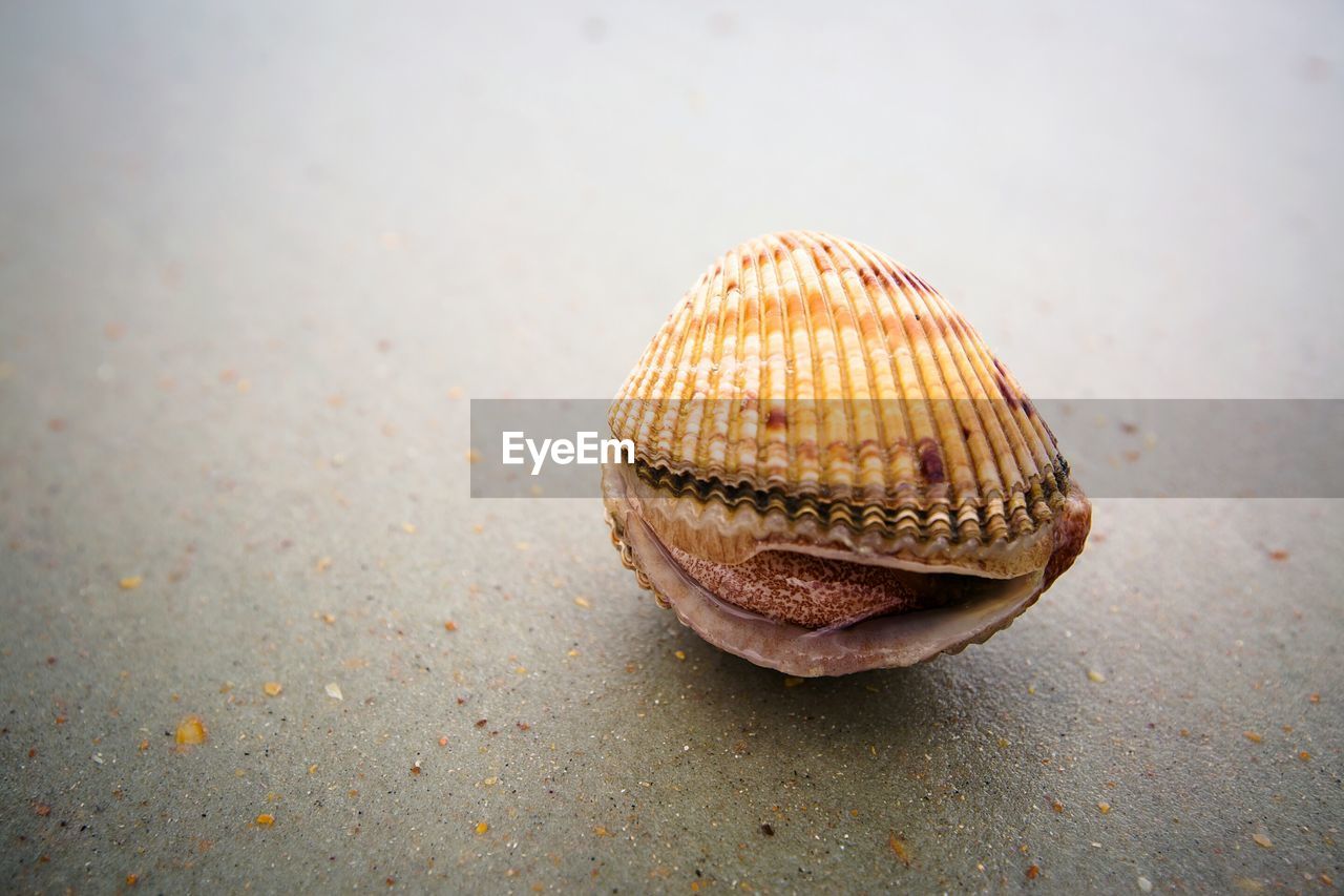 Close up of clam on sand