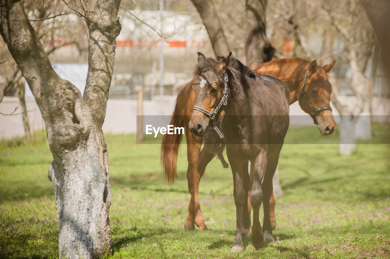 Horses standing by trees on grassy field