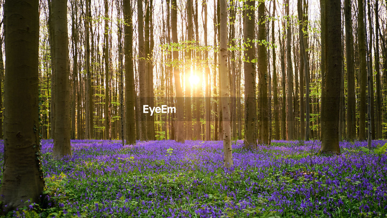 Flowers growing on tree during sunset