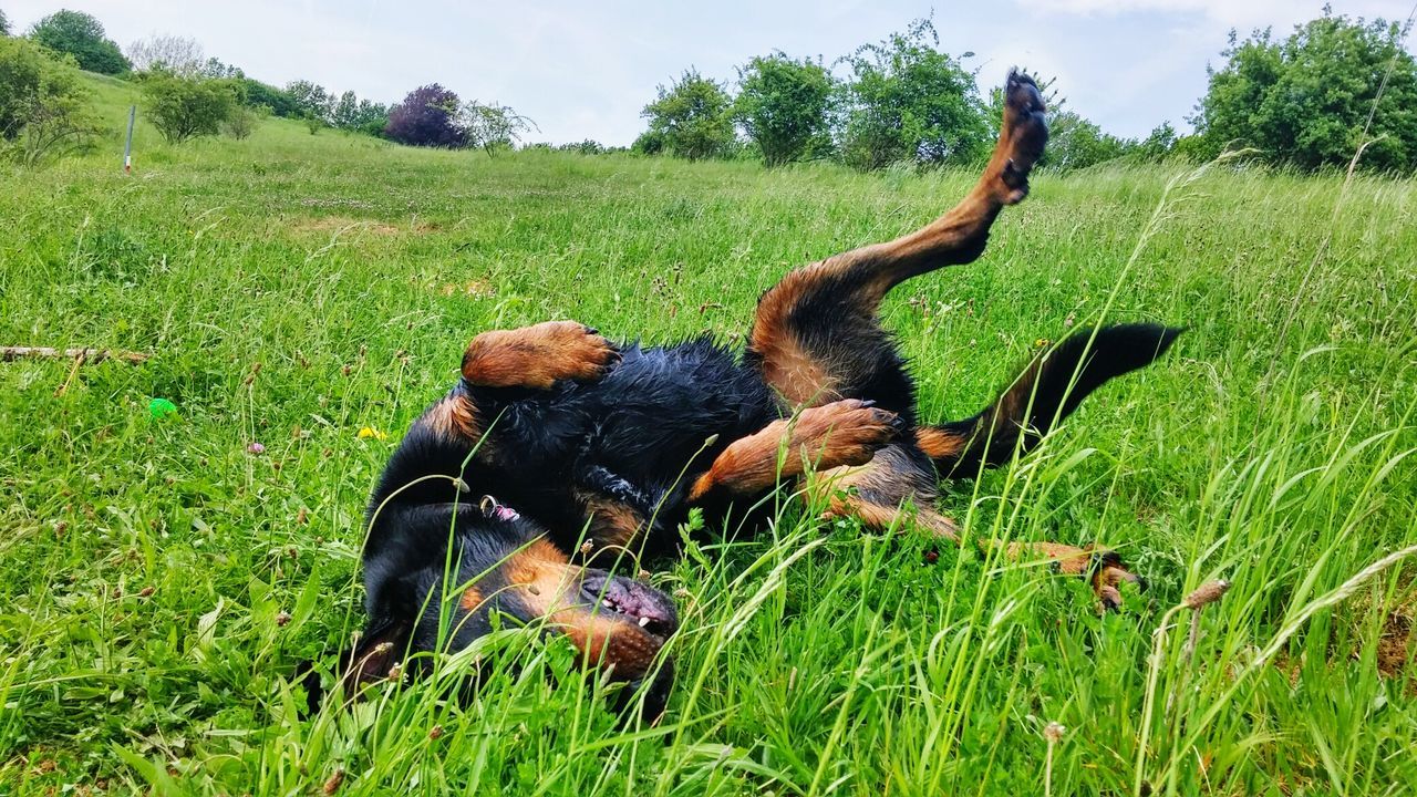 Beauceron lying on grassy field