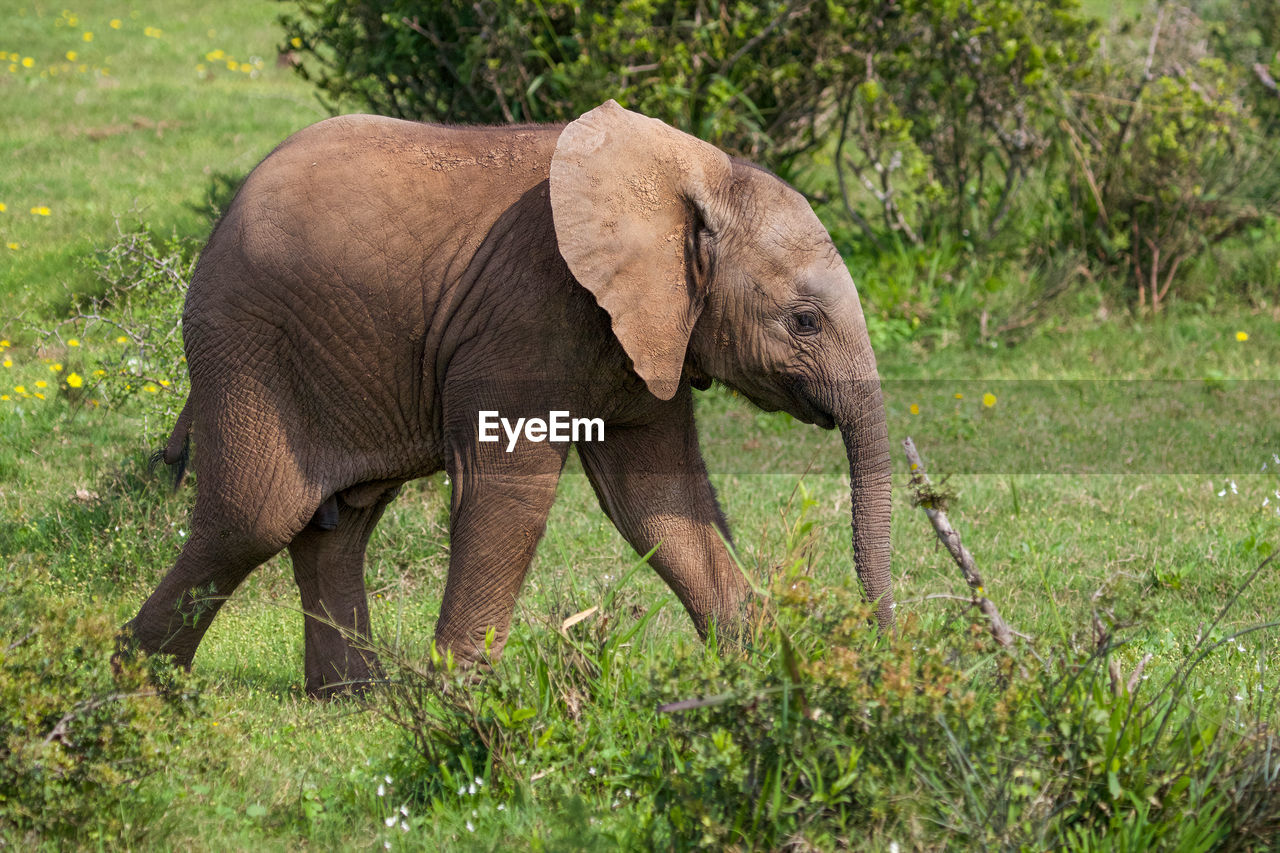 elephant standing on grassy field