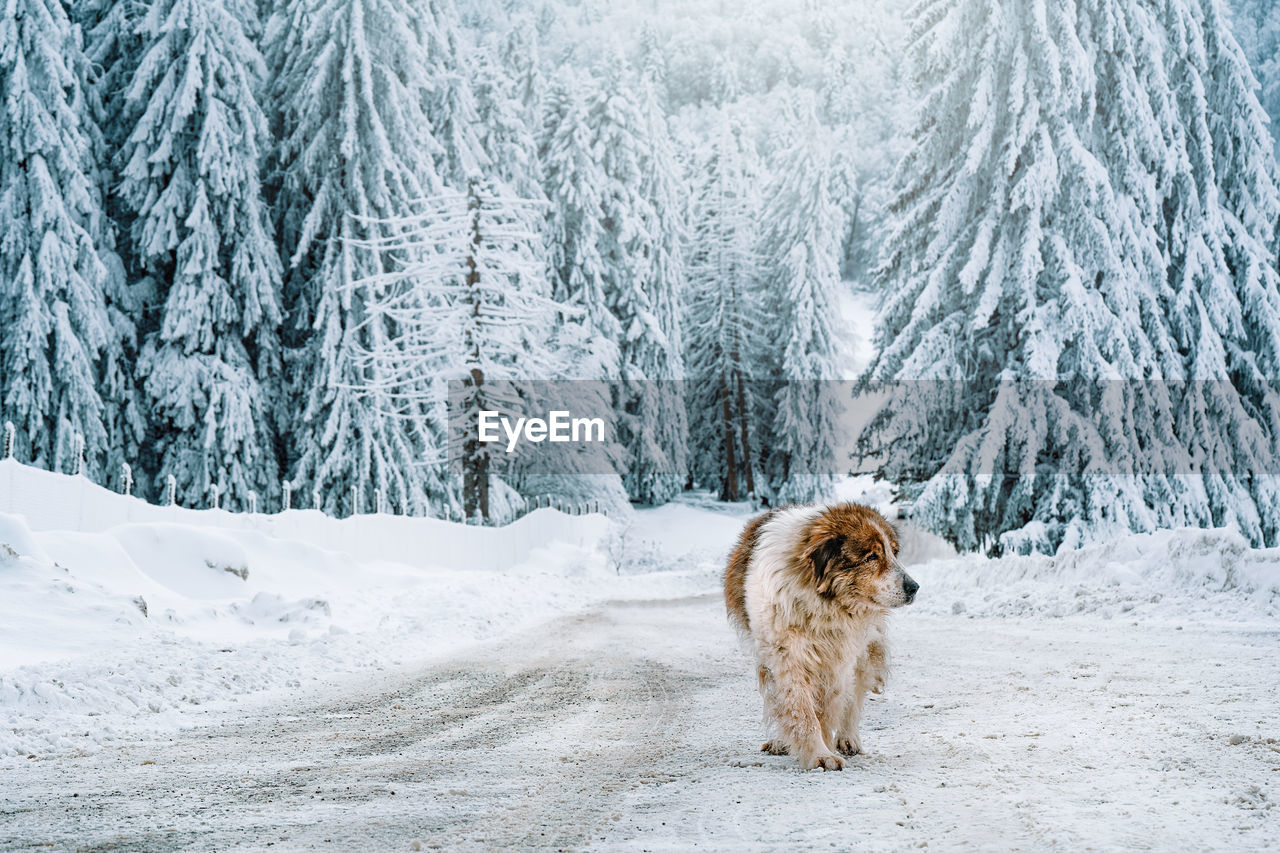 Shepherd dog on snow covered forest road in the mountains in winter