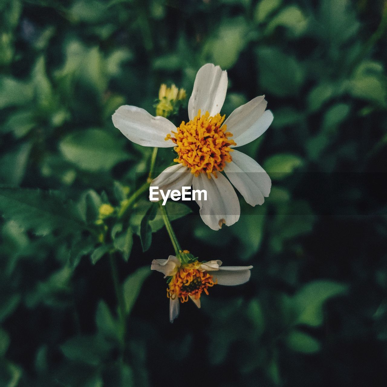 CLOSE-UP OF WHITE FLOWER WITH YELLOW FLOWERING PLANT